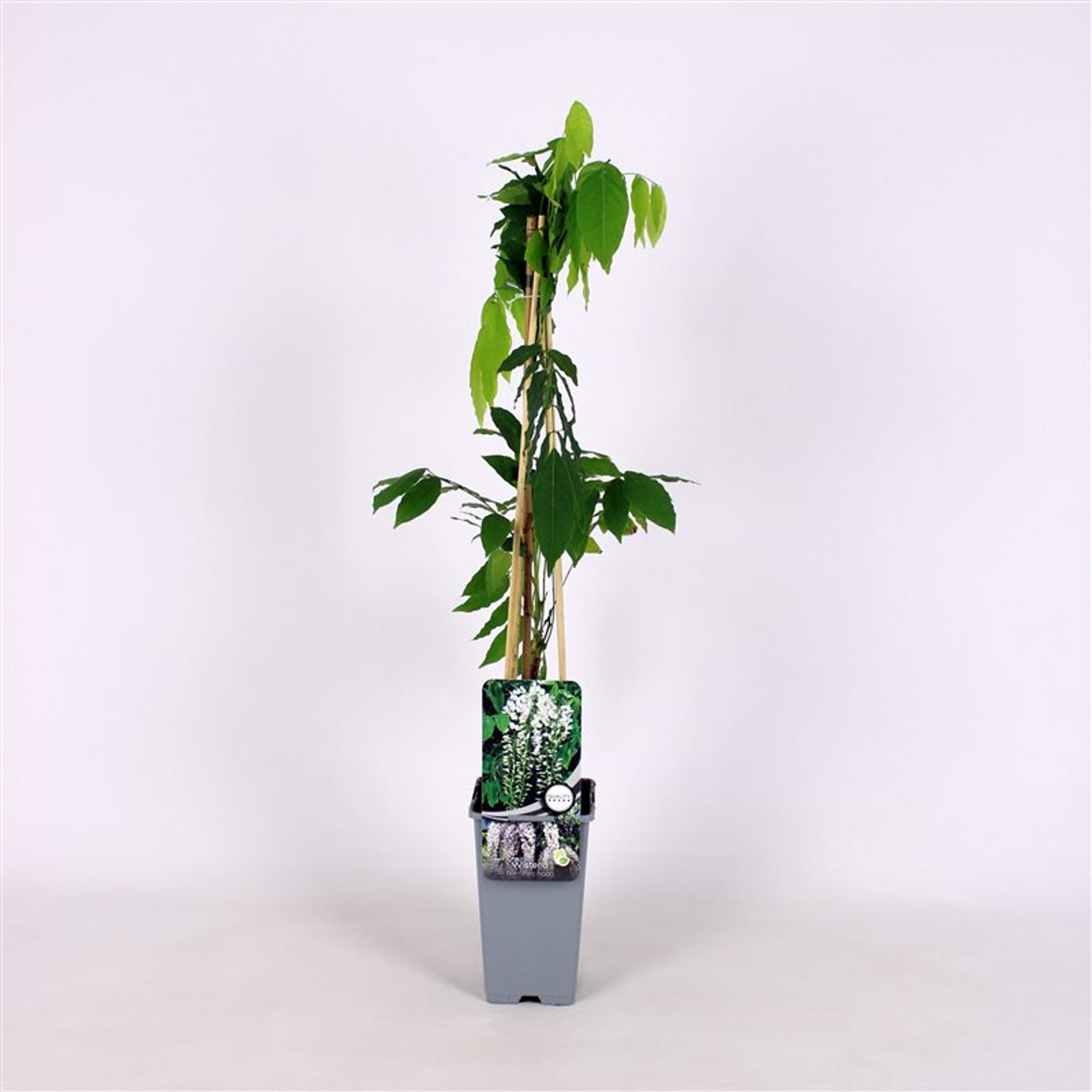 Wisteria flor. 'Shiro-noda' - C2 70/+ CM